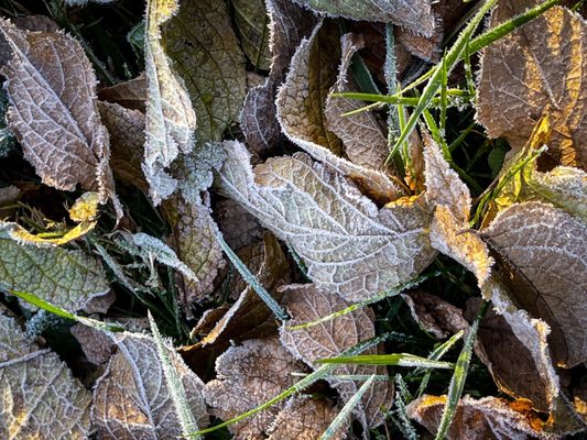 Cylburn Arboretum by null