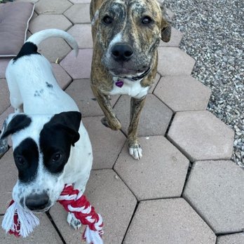 Cozy Noses Pet Sitting Service - Pet Sitting Near Me - Surprise, Arizona