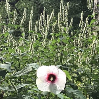 Central Park Conservancy - Flowers in Shakespeare's Garden - Parks Near Me - New York, New York