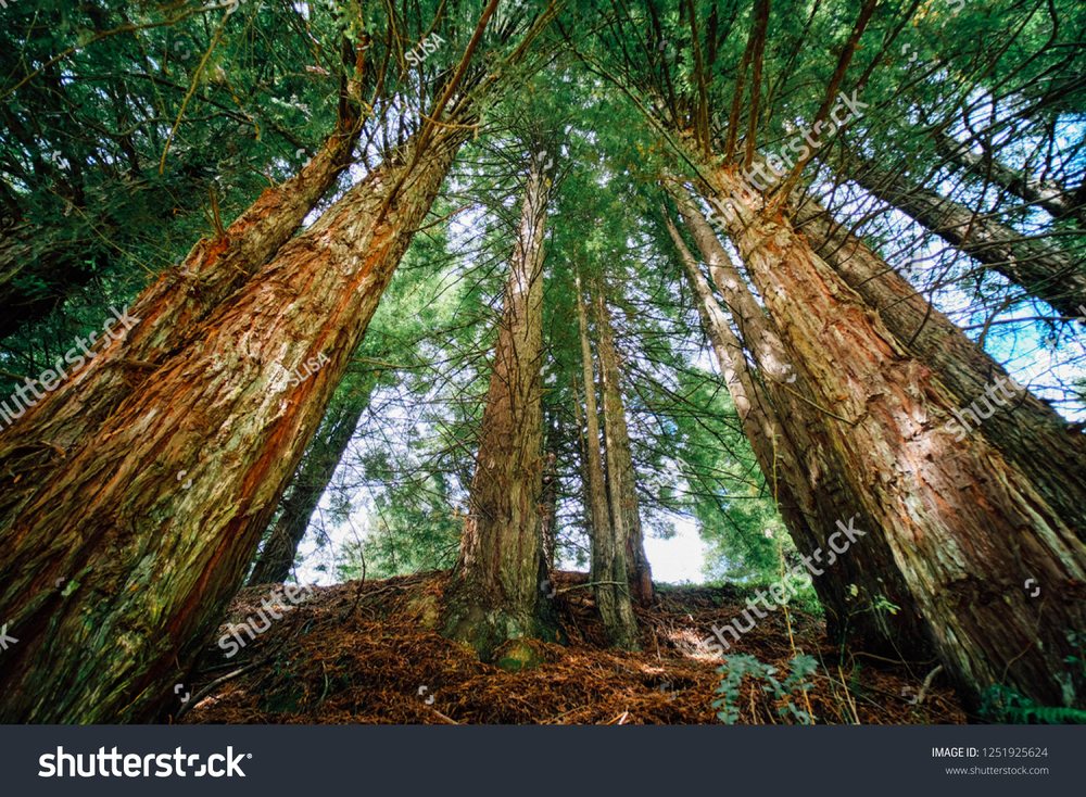 Life Beyond Trauma - child therapist in Berkeley, CA