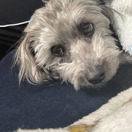 My boy is still in pain