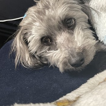Dog Lover's Grooming - My boy is still in pain - Pet Groomers Near Me - Los Angeles, California