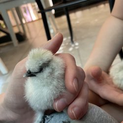 Valley Vet Supply - Silkie chick