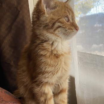 Buena Pet Clinic, PC - Ember - Veterinarians Near Me - Tucson, Arizona