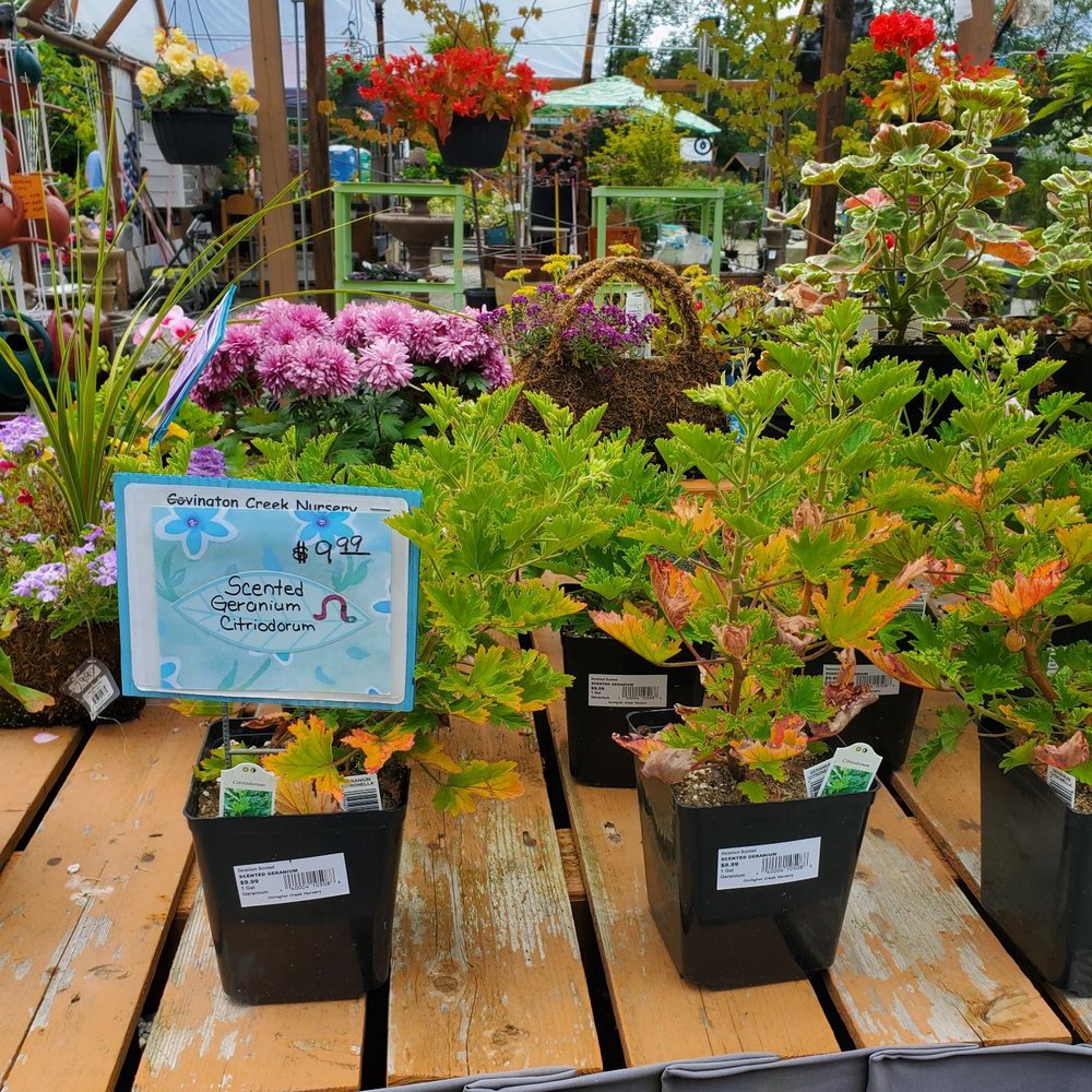 Covington Creek Nursery - Nurseries & Gardening Near Me - Auburn, Washington Covington Creek Nursery - Nurseries & Gardening Near Me - Auburn, Washington