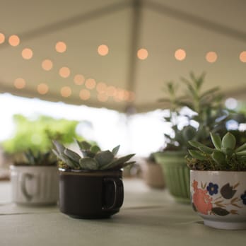 Petals, ink. - succulents in tea cups for the guests' gifts - Photo by Shanna Leigh Images - Floral Designers Near Me - Manor, Texas