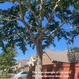 a tree in our side yard after TNT trimmed - look how open and symmetrical it is a tree in our side yard after TNT trimmed - look how open and symmetrical it is