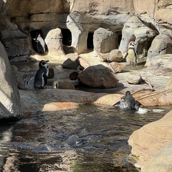 Santa Barbara Zoo - Penguin - Zoos Near Me - Santa Barbara, California Santa Barbara Zoo - Penguin - Zoos Near Me - Santa Barbara, California