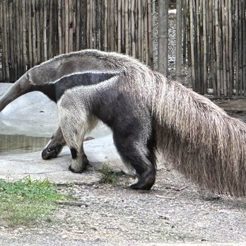 Audubon Zoo - Aquariums Near Me - New Orleans, Louisiana