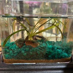 Stalk Market - Inhumane enclosure for an African dwarf frog.