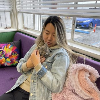 Itty Bitty Kitty Cafe - Community Service/Non-Profit Near Me - San Jose, California