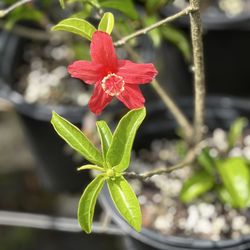 Hui Ku Maoli Ola Native Hawaiian Plant Specialists