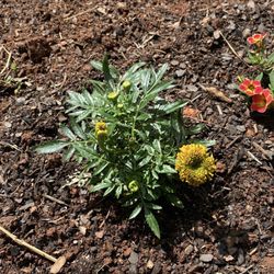 Blu Jay Landscaping