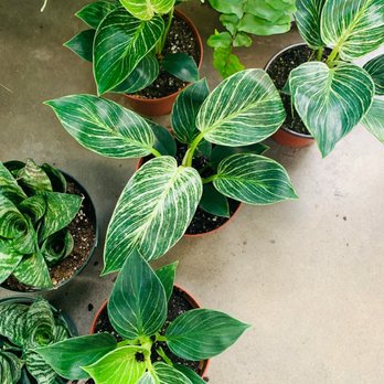 Deep Roots Garden Center - I loved these!! - Nurseries & Gardening Near Me - Torrance, California Deep Roots Garden Center - I loved these!! - Nurseries & Gardening Near Me - Torrance, California