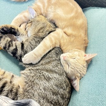 Eugene Springfield Cat Lounge - Cats! - Pet Adoption Near Me - Springfield, Oregon