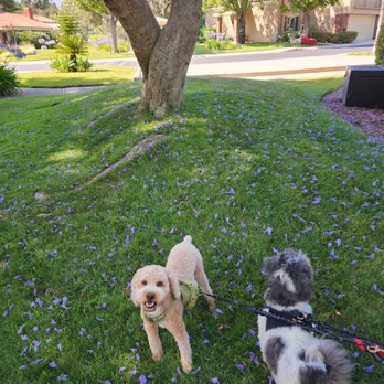 Animal Villa - Pet Sitting Near Me - Anaheim Hills, California Animal Villa - Pet Sitting Near Me - Anaheim Hills, California