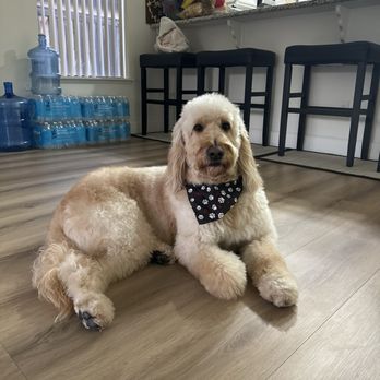 Brush N Pupps Grooming - Pet Groomers Near Me - Moreno Valley, California