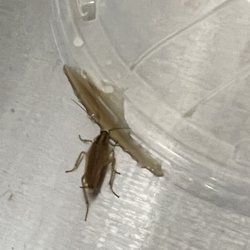 7-Eleven - Idk if I can really blame the lil dude it was 105 out