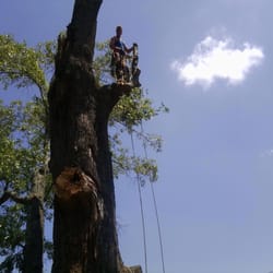 Blevins and Son Tree Service