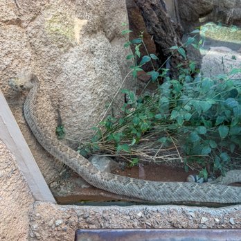 Arizona-Sonora Desert Museum - Western diamond-back rattlesnake - Museums Near Me - Tucson, Arizona