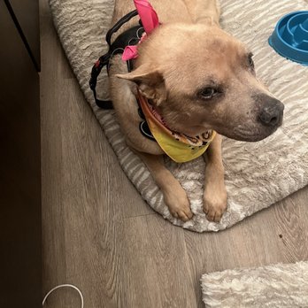 Bitches N Bubbles - Ginger received a bath and nail trim. My big baby! - Pet Groomers Near Me - Long Beach, California