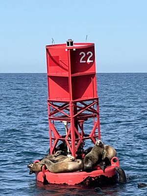 Chris' Fishing and Whale Watching by null