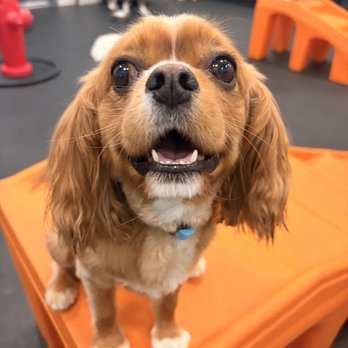 Dogtopia - Pet Boarding Near Me - Bakersfield, California