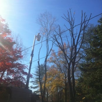 CPL Property and Tree - Pruning large maple - Tree Services Near Me - Springfield, Pennsylvania CPL Property and Tree - Pruning large maple - Tree Services Near Me - Springfield, Pennsylvania