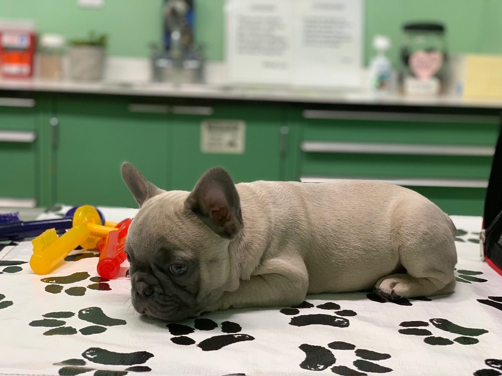 AVENUE 26 SMALL ANIMAL HOSPITAL 19 Photos & 125 Reviews