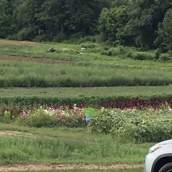 Wickham Farms - The UPick flowers and the sunflowers. This is only the first few feet of a long field with them. - Mini Golf Near Me - Penfield, New York