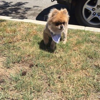 Splash Doggie - Love the haircut !! Thank you guys - Pet Groomers Near Me - Burbank, California Splash Doggie - Love the haircut !! Thank you guys - Pet Groomers Near Me - Burbank, California