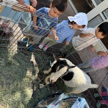 Valley Oak Montessori - Real petting zoo this week - Montessori Schools Near Me - San Jose, California Valley Oak Montessori - Real petting zoo this week - Montessori Schools Near Me - San Jose, California