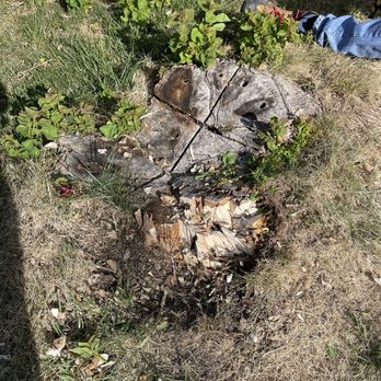 Reasonable Tree Services - Stump before - Tree Services Near Me Reasonable Tree Services - Stump before - Tree Services Near Me