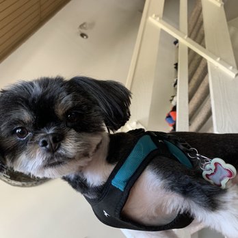 TLC Mobile Grooming - Twizzie - Pet Groomers Near Me TLC Mobile Grooming - Twizzie - Pet Groomers Near Me