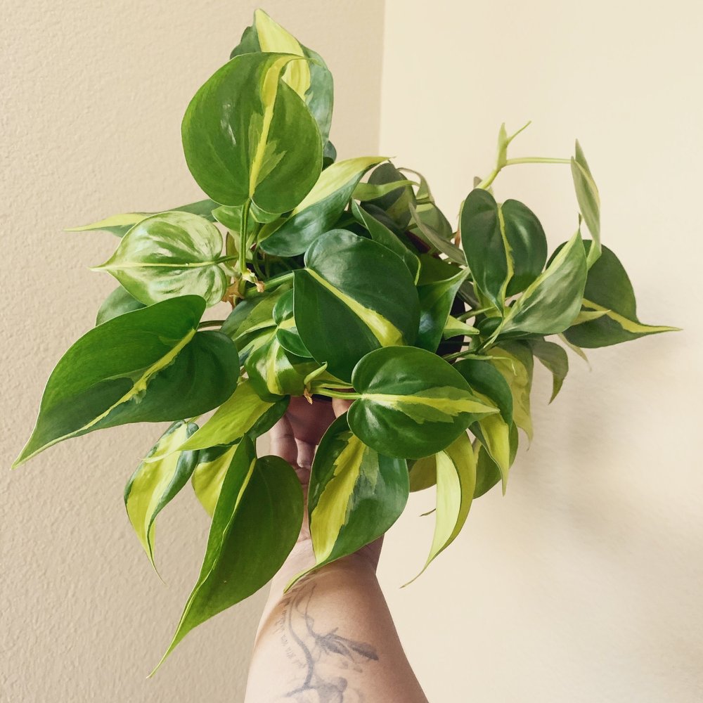 Sunland Flowers - Brasil Pothos. So beautiful! - Florists Near Me - Anaheim, California Sunland Flowers - Brasil Pothos. So beautiful! - Florists Near Me - Anaheim, California