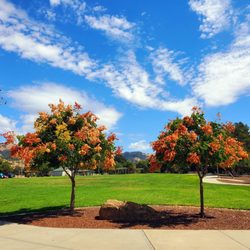 Fowler Creek Park - Trees