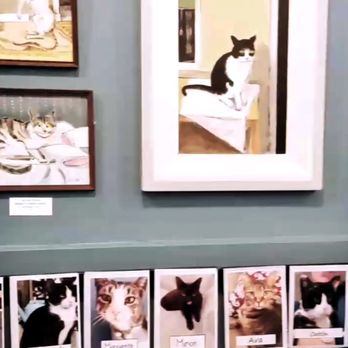 Brooklyn Cat Cafe - Kitties up for adoption - Pet Adoption Near Me - Brooklyn, New York