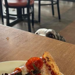 A very patient service dog trying not to sniff the pizza.