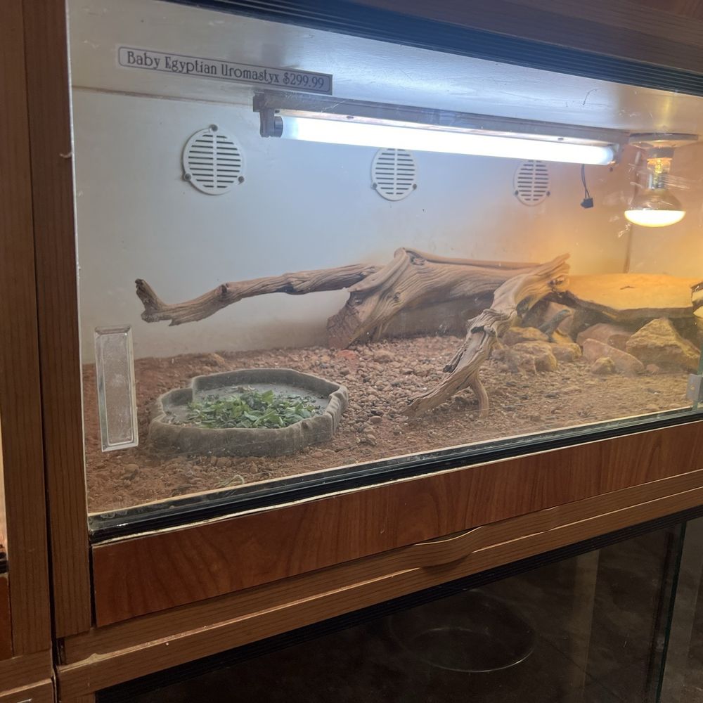 Burbank Scales N Tails - Baby Egyptian Uromastyx - Pet Stores Near Me - Burbank, California Burbank Scales N Tails - Baby Egyptian Uromastyx - Pet Stores Near Me - Burbank, California