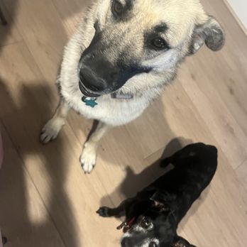 Content K9s - Pet Training Near Me - Las Vegas , Nevada