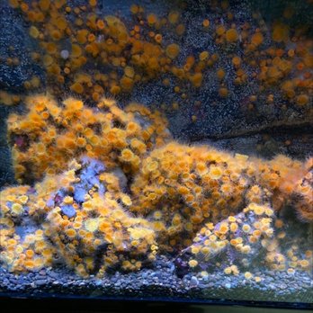 Seattle Aquarium - Aquariums Near Me - Seattle, Washington