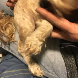 Affordable Pet Care Services Mobile
