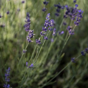 Christel Lake Lavender - Farms Near Me - Greenbank, Ontario Christel Lake Lavender - Farms Near Me - Greenbank, Ontario