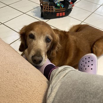 Pinecrest Veterinary Hospital - Abbey after! :-) - Veterinarians Near Me - Pinecrest, Florida Pinecrest Veterinary Hospital - Abbey after! :-) - Veterinarians Near Me - Pinecrest, Florida