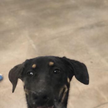 Petco - Pet Training Near Me - Denver, Colorado