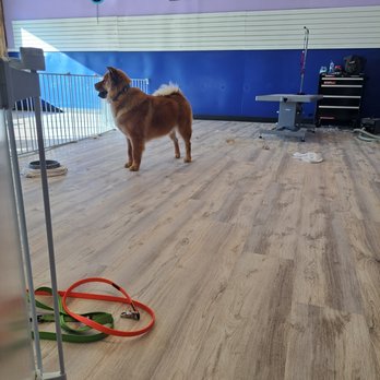 Grooming By Alicia - Pet Groomers Near Me - Webster, Massachusetts