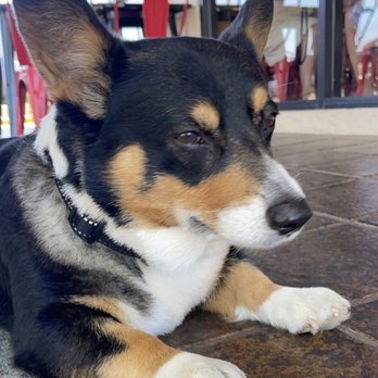 El Chilango Chido - Baxter chilling in the patio! - Mexican Near Me - Stockton, California El Chilango Chido - Baxter chilling in the patio! - Mexican Near Me - Stockton, California
