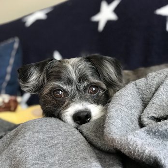 Surf City Pawville - Pet Sitting Near Me - Hampstead, North Carolina