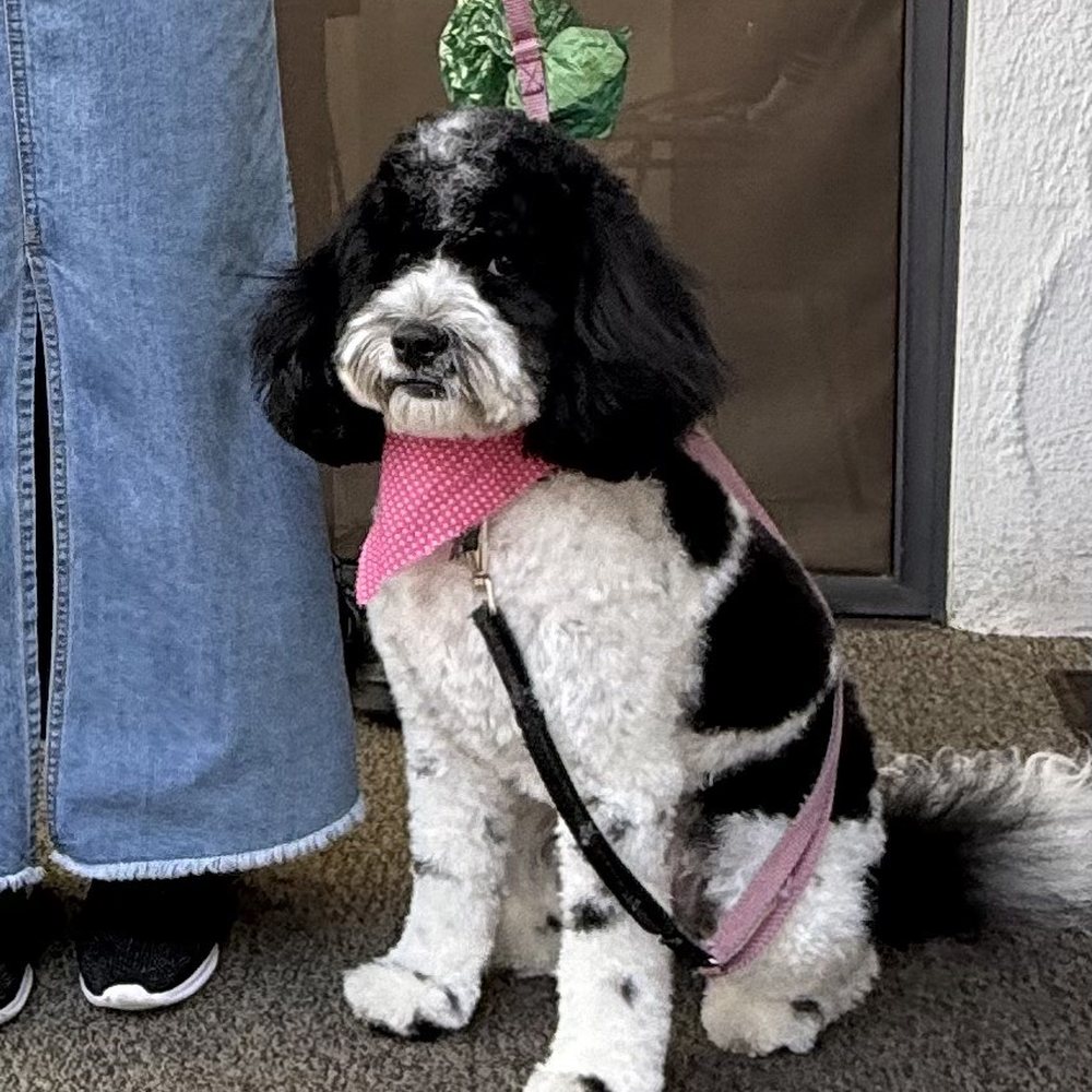 Pet Lovers Mobile Pet Grooming - Pet Groomers Near Me Pet Lovers Mobile Pet Grooming - Pet Groomers Near Me