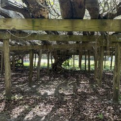 Mother Vine - Almost 400 years old !!!